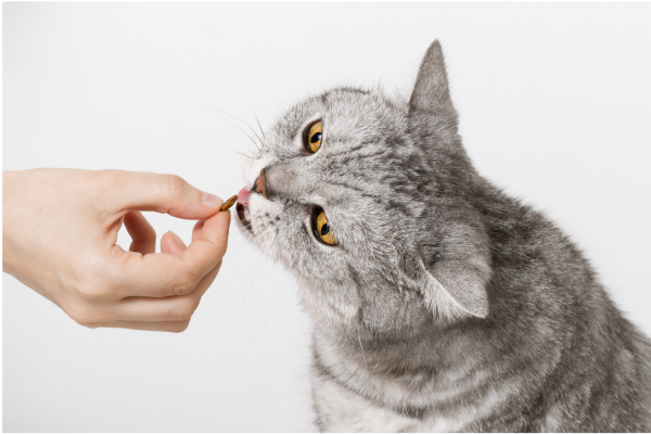 Snacks Naturais para Gatos Filhotes em Apartamentos com Pouco Espaço