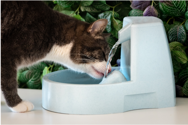 a cat drinking water from a water fountain