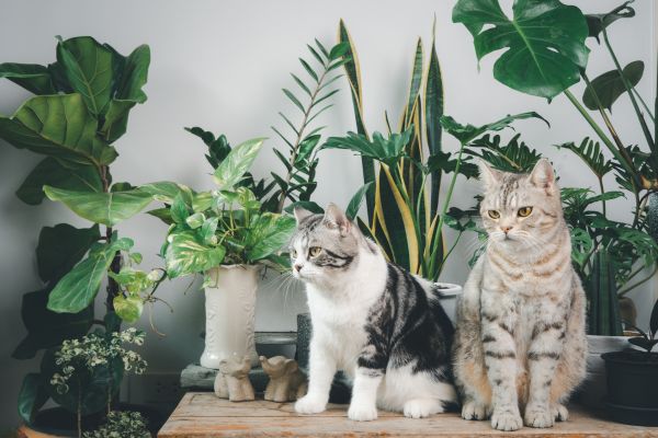 Como criar um ambiente seguro para gatos de apartamento com plantas não tóxicas