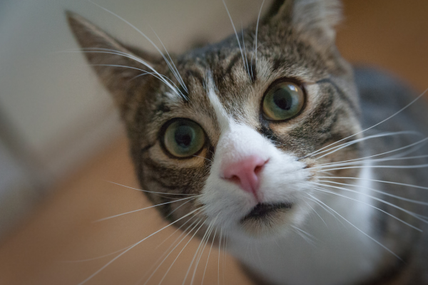 Como Escolher a Melhor Ração Seca para Gatos Castrados em Apartamentos